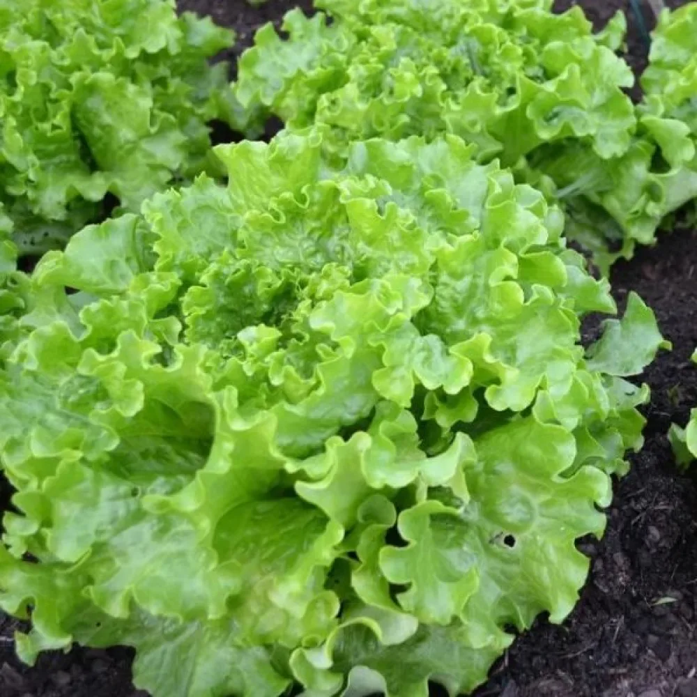 Isbergssallat 'Batavia'
