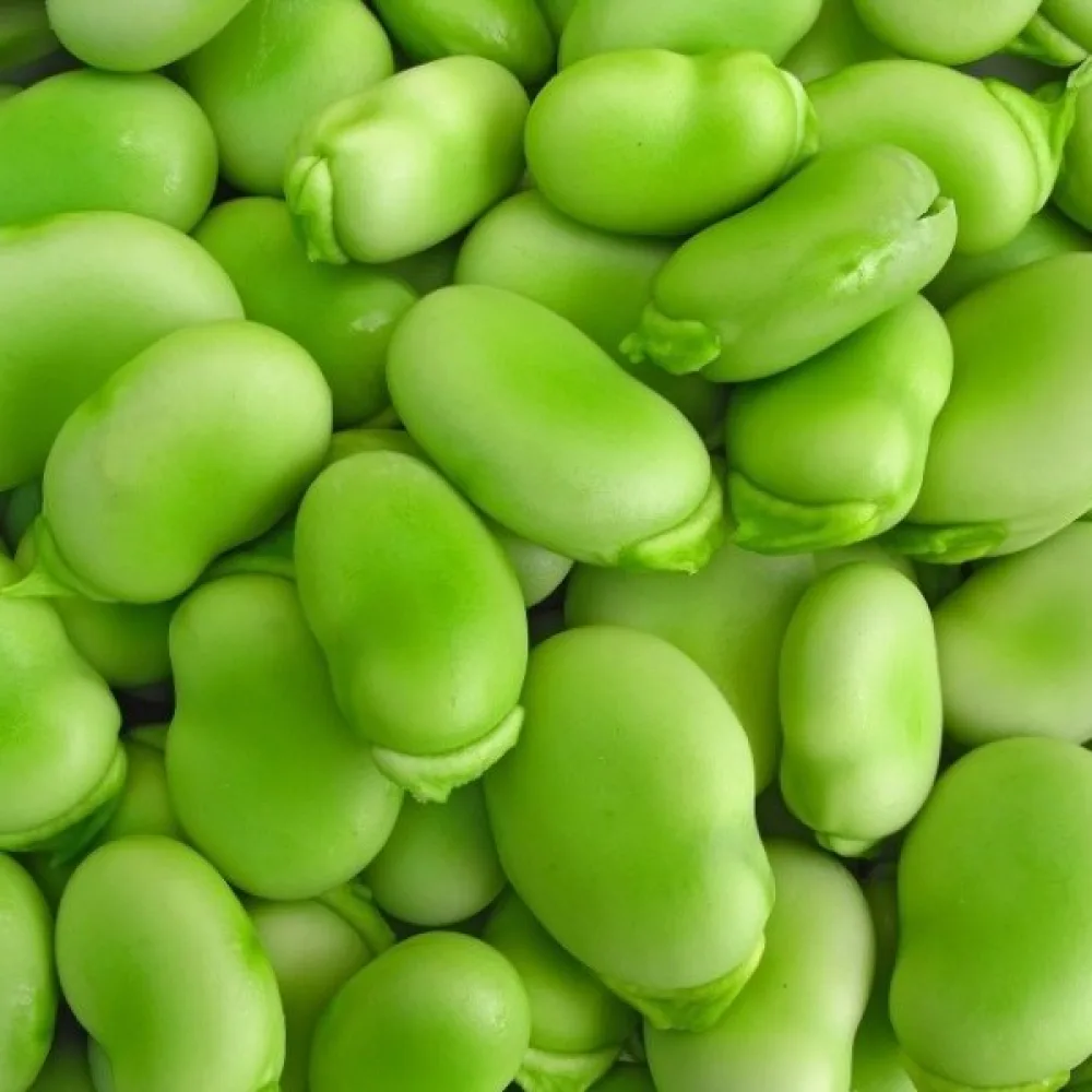 Bondböna 'Superaguadulce'