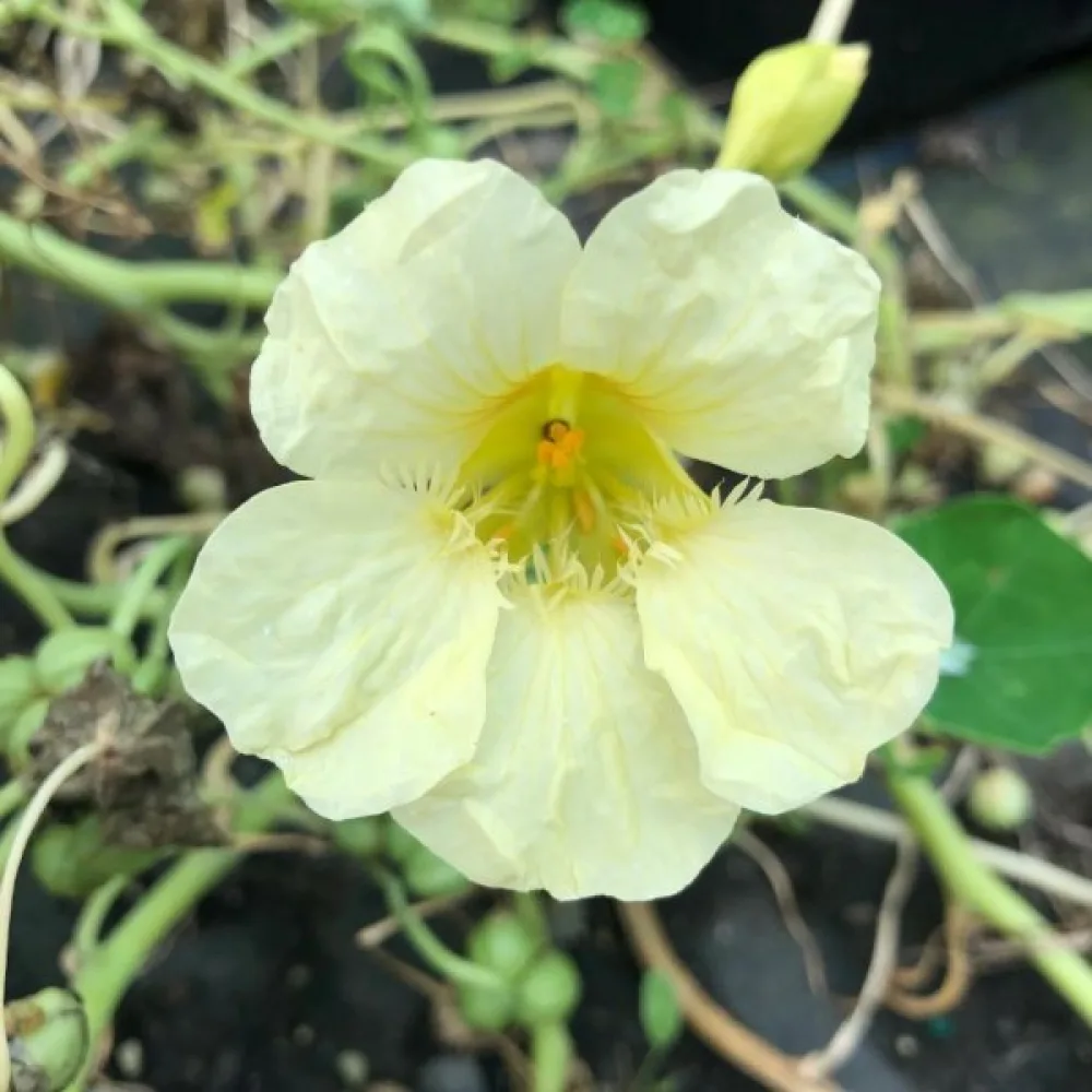 Krasse 'Milkmaid'