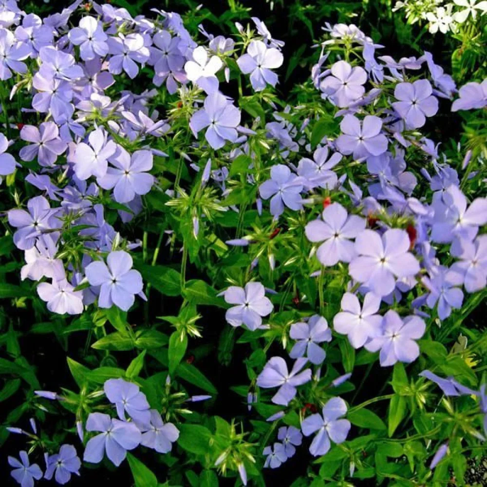 Sommarflox 'Beauty Blue'