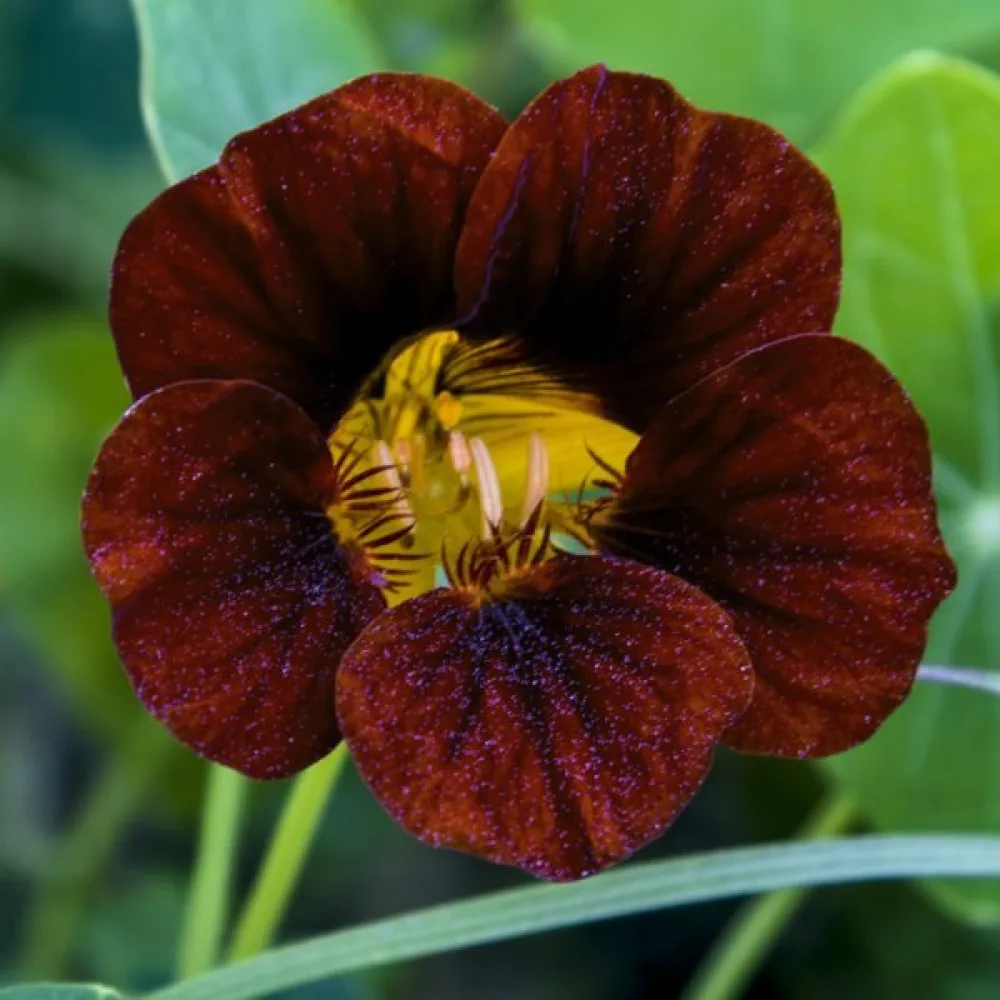 Krasse 'Black Velvet'