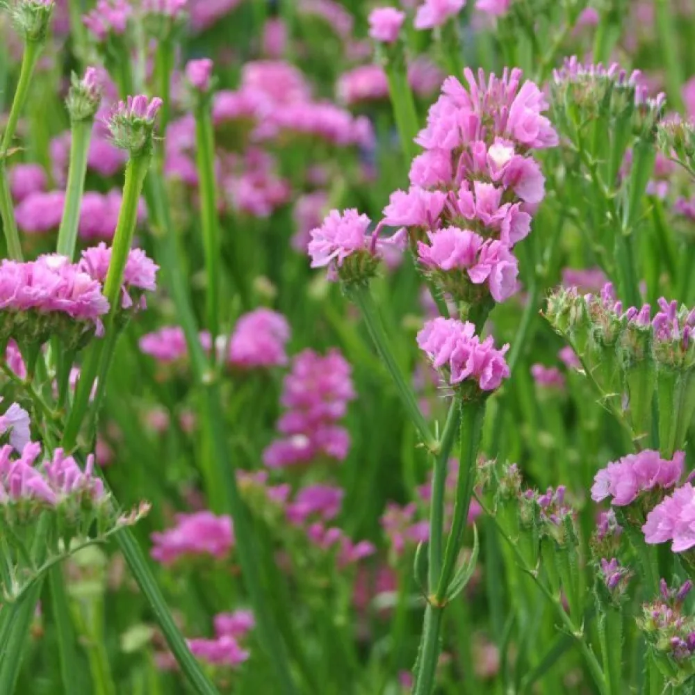 Praktrisp Limonium sinuatum – karminrosa