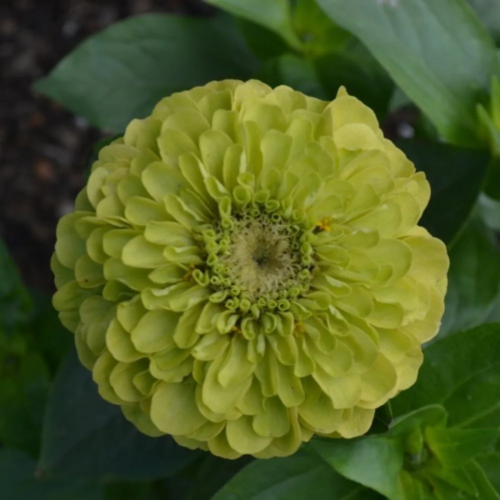 Zinnia 'Super Yoga Lime'