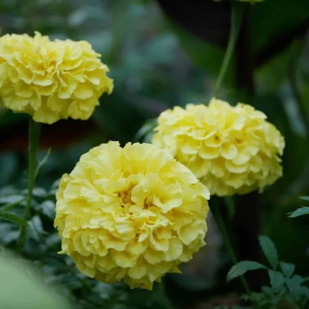 Afrikansk tagetes 'Moonlight'