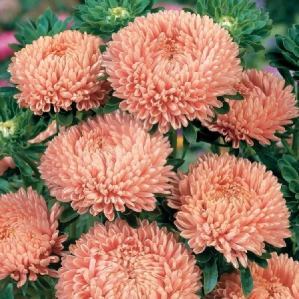 Sommaraster 'Apollonia' – laxrosa