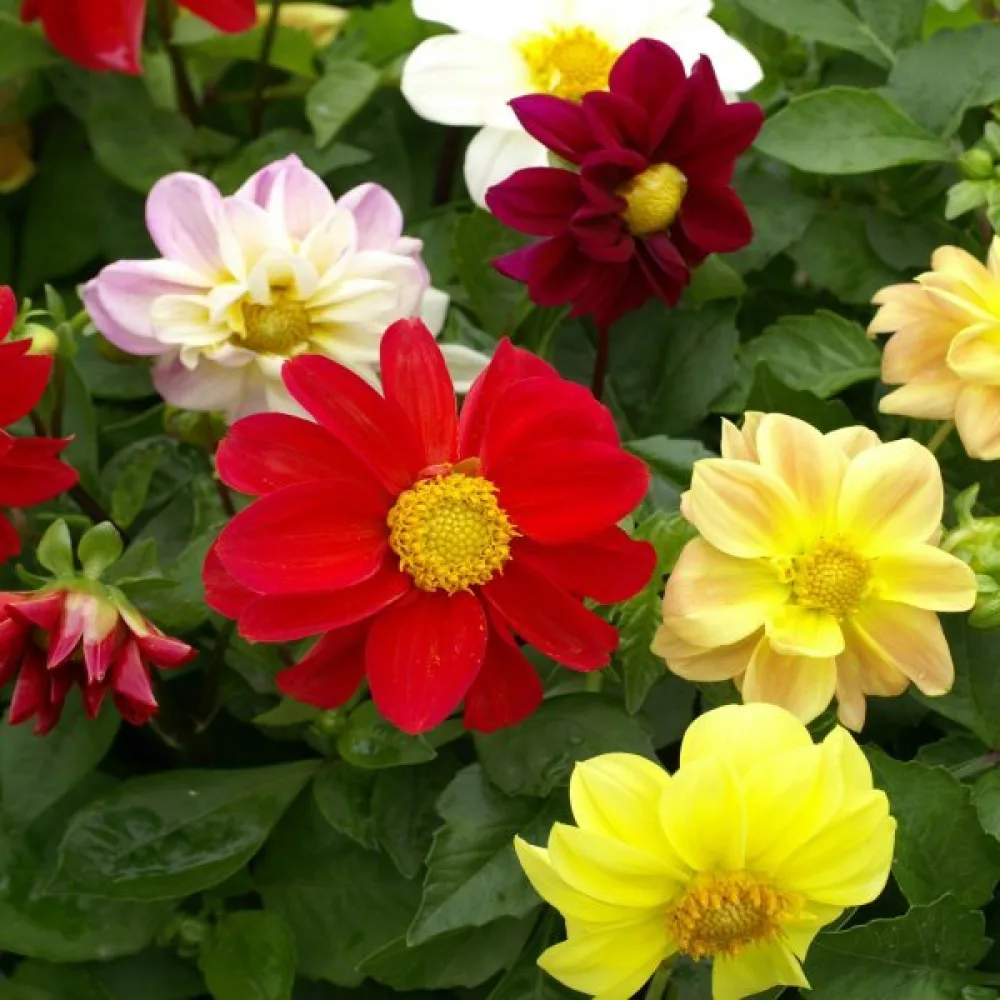 Lågväxande dahlia 'Coltness' – blandning
