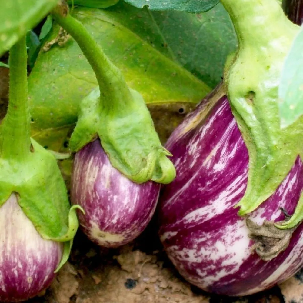Aubergine 'Listada de Gandia'