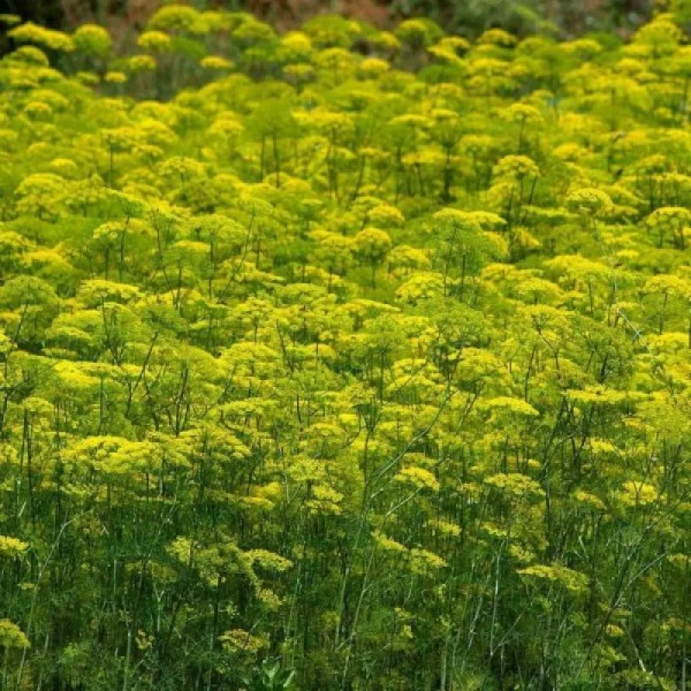 Dill 'Herkules'