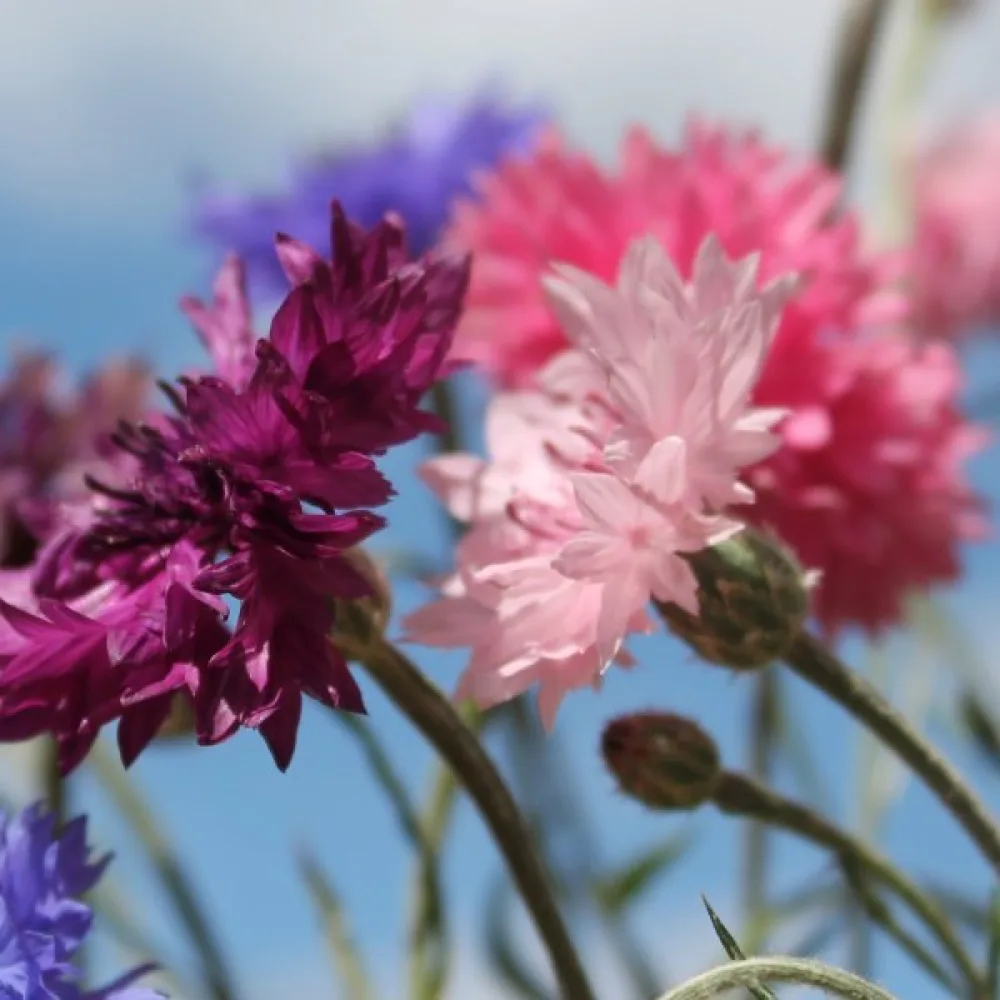 Blåklint Centaurea cyanus, låg, mix