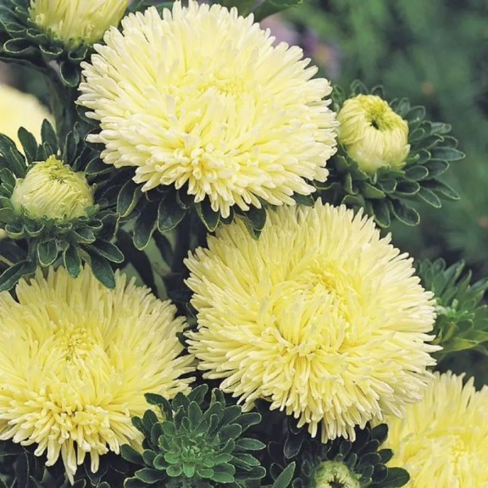 Sommaraster 'Colour Carpet' gul