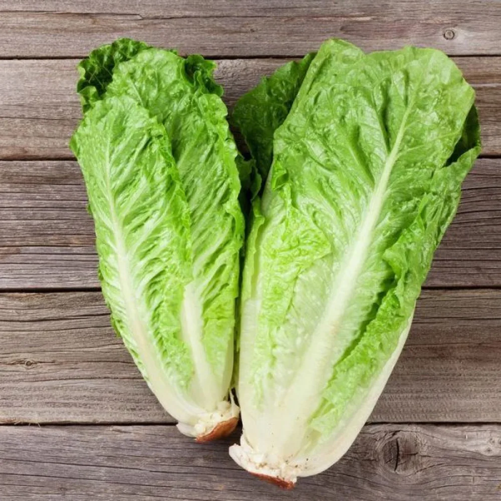 Romansallad 'Paris White'