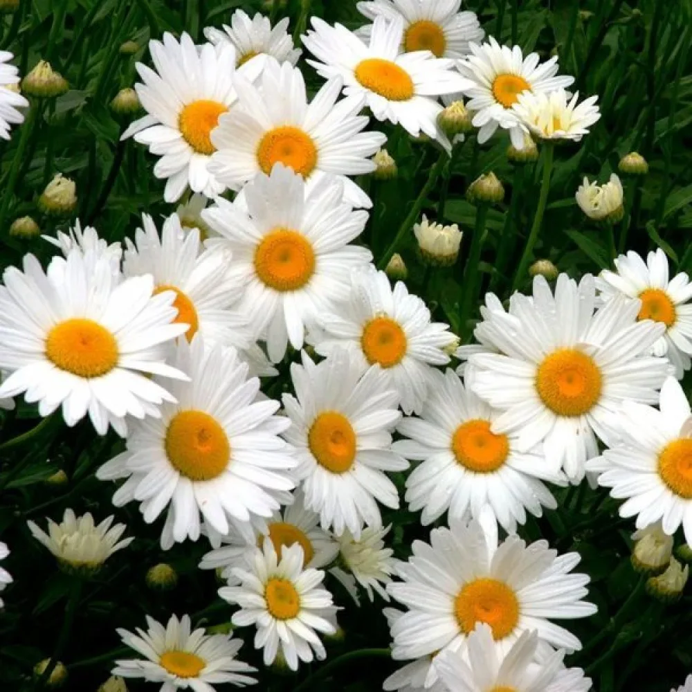 Krysantemum 'Alaska' mix