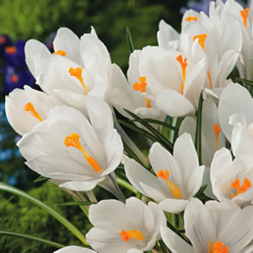 Krokus 'Jeanne Darc'