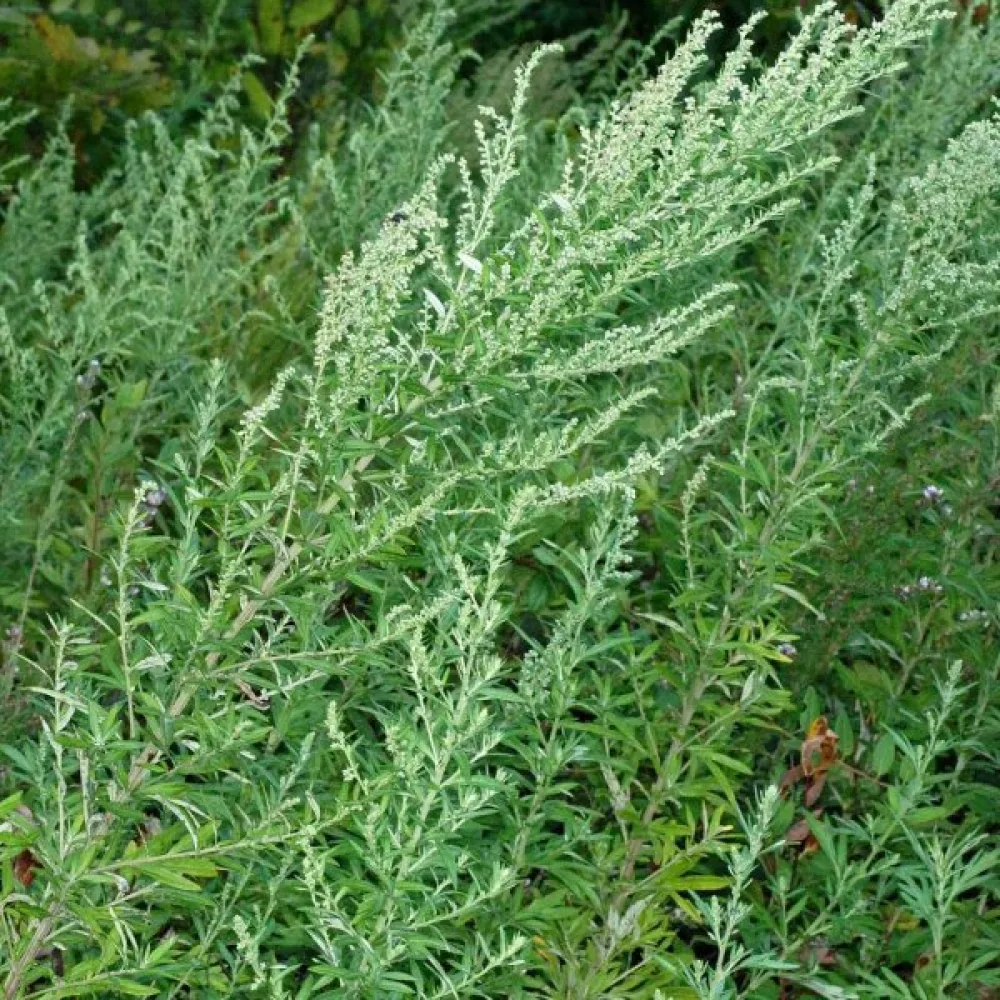 Gråbo Artemisia vulgaris