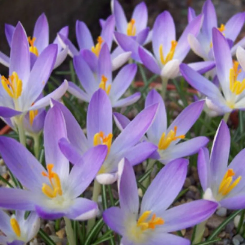 Krokus 'Lilac Beauty Tommasinianus'