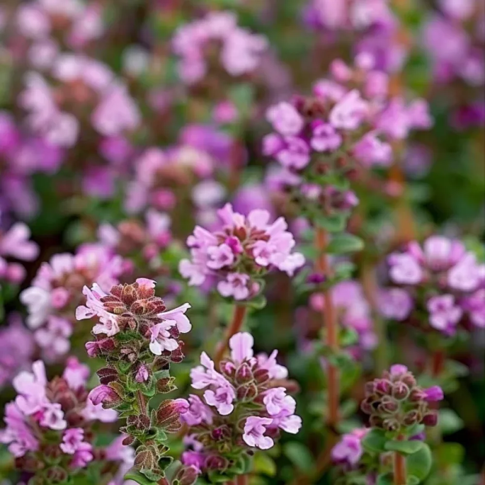 Backtimjan, rosa nyanser