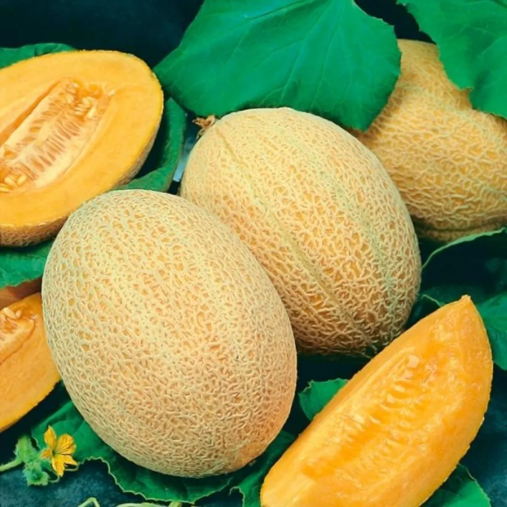 Melon 'Junior'