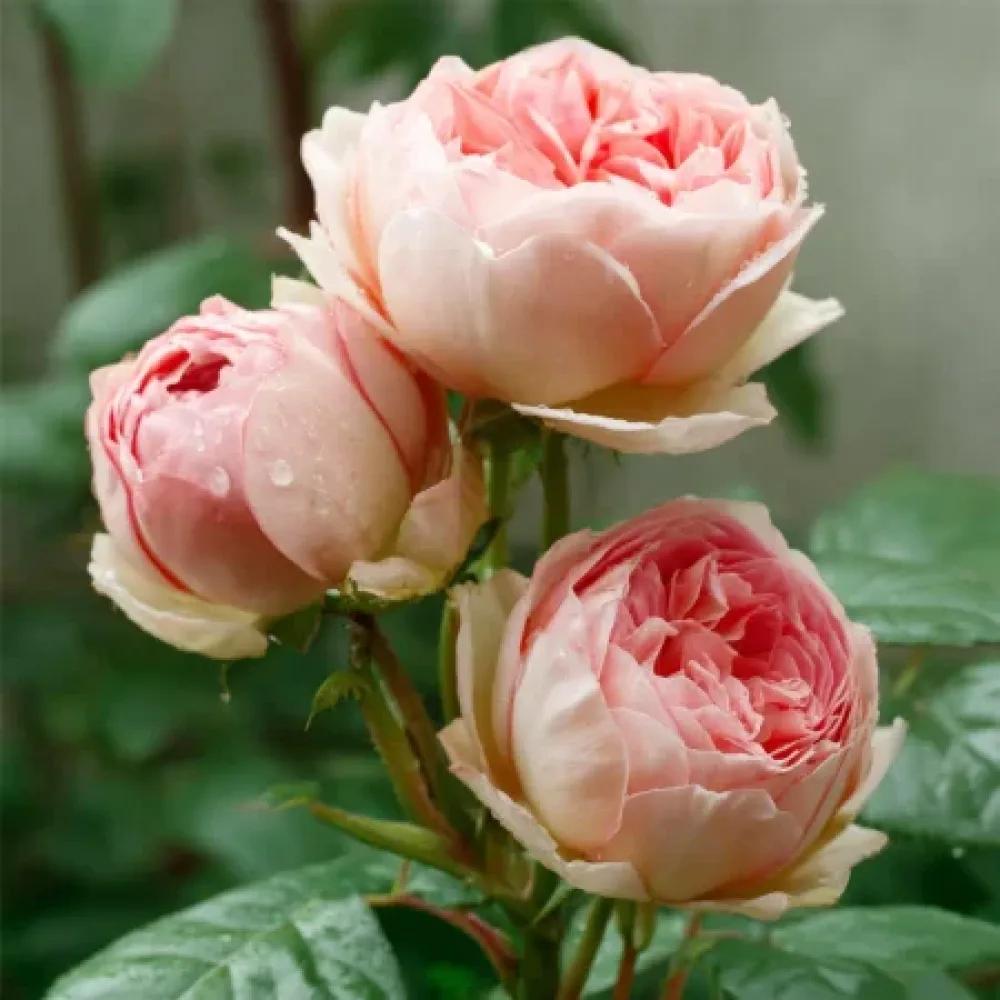 Ros 'Serena'