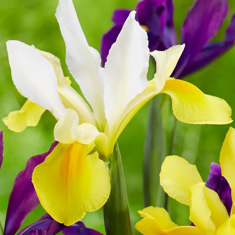 Iris 'Symphony hollandica'