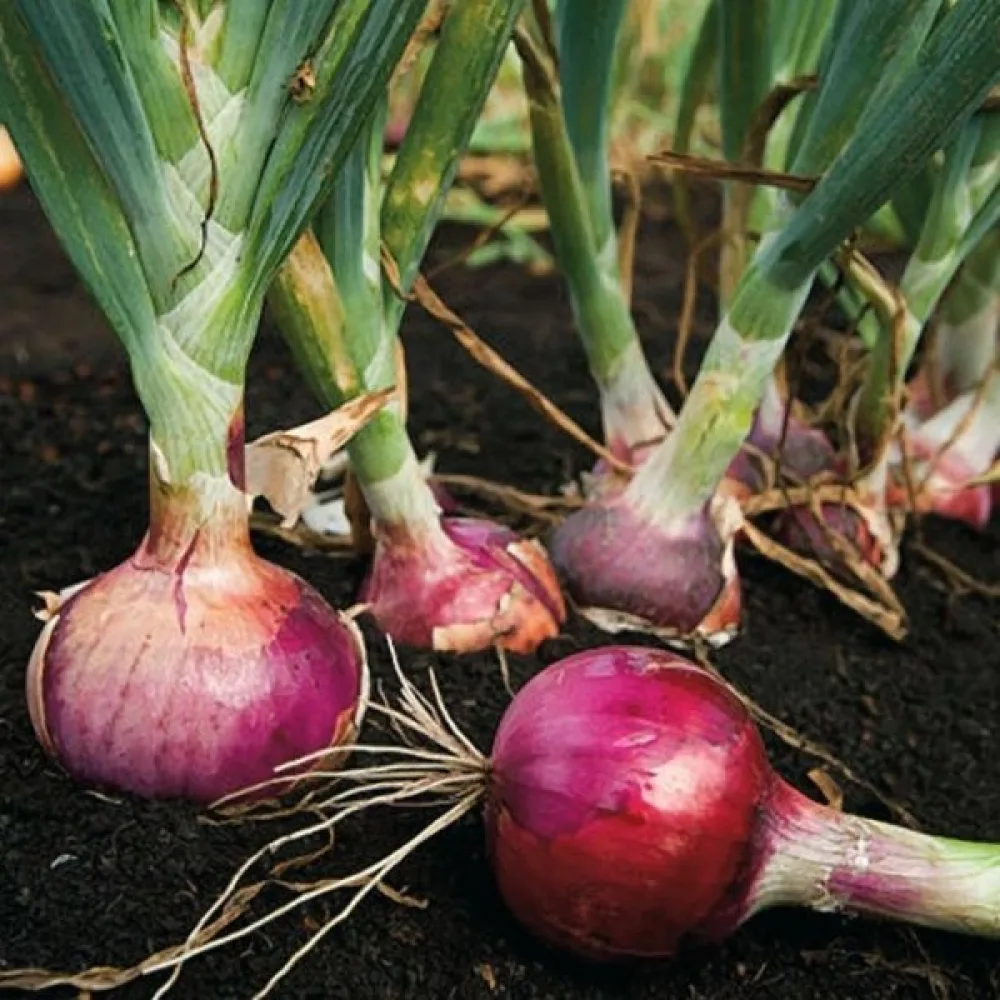 Matlök 'Amposta'