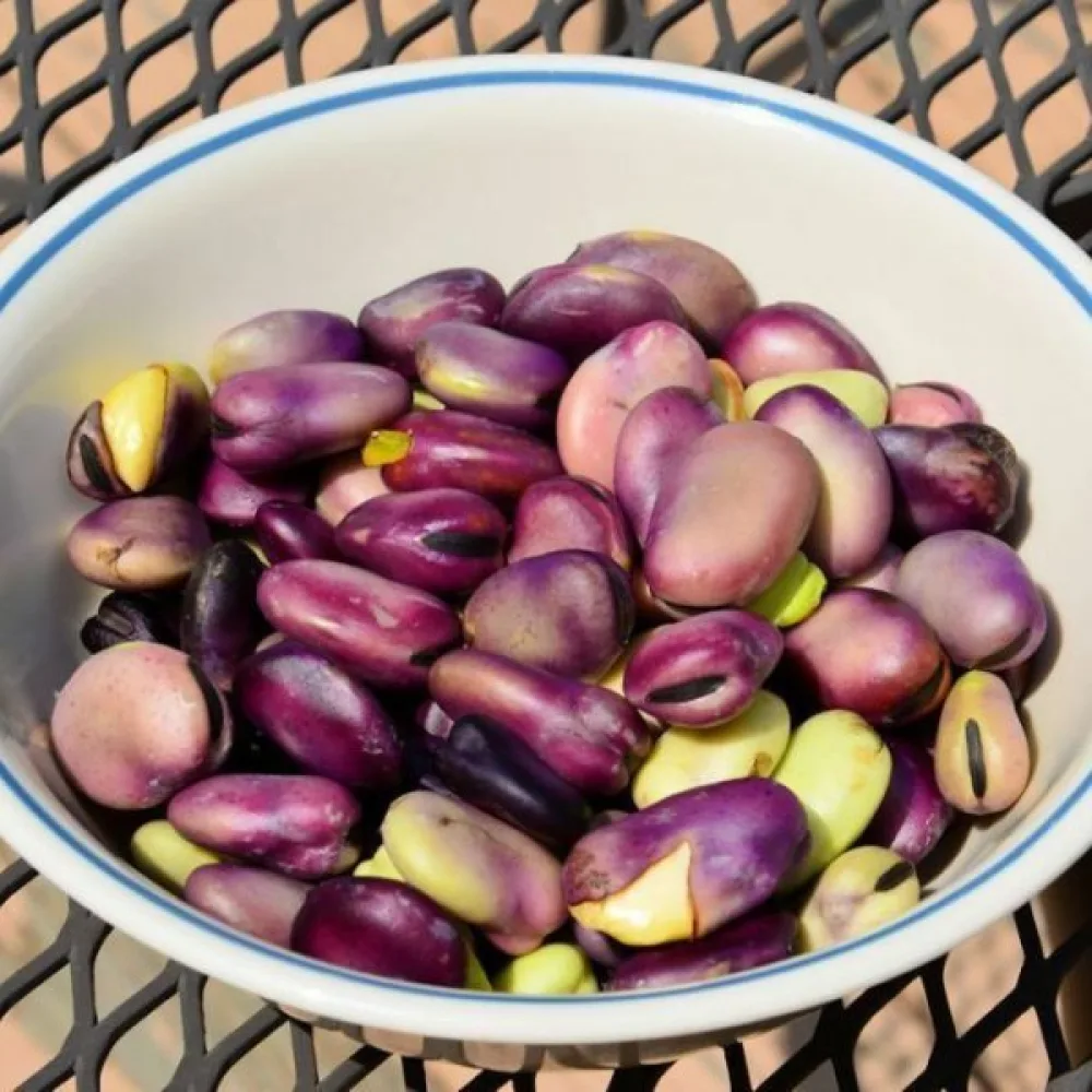 Bondböna 'Extra precoce a grano violetto'