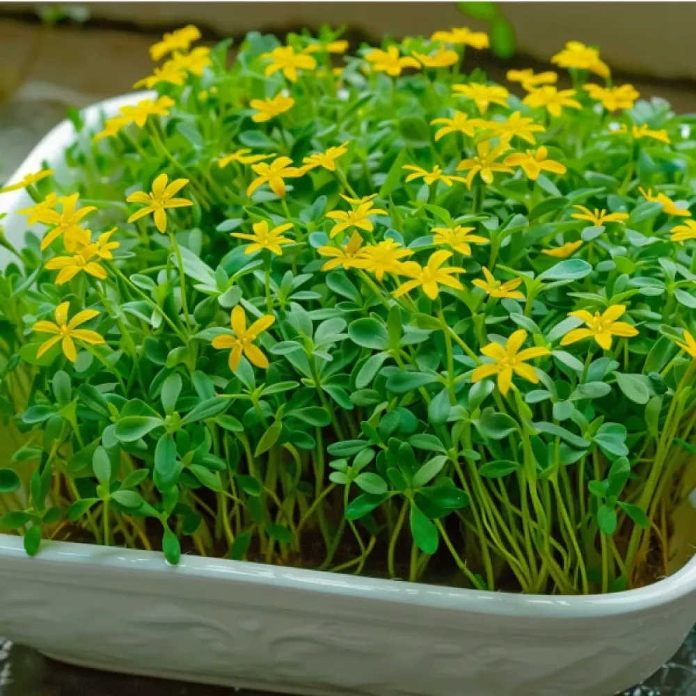 Småblommig tagetes, gul