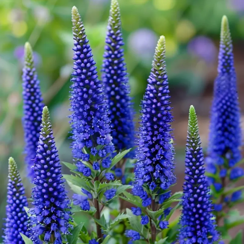 Axveronika 'Blue Shades'