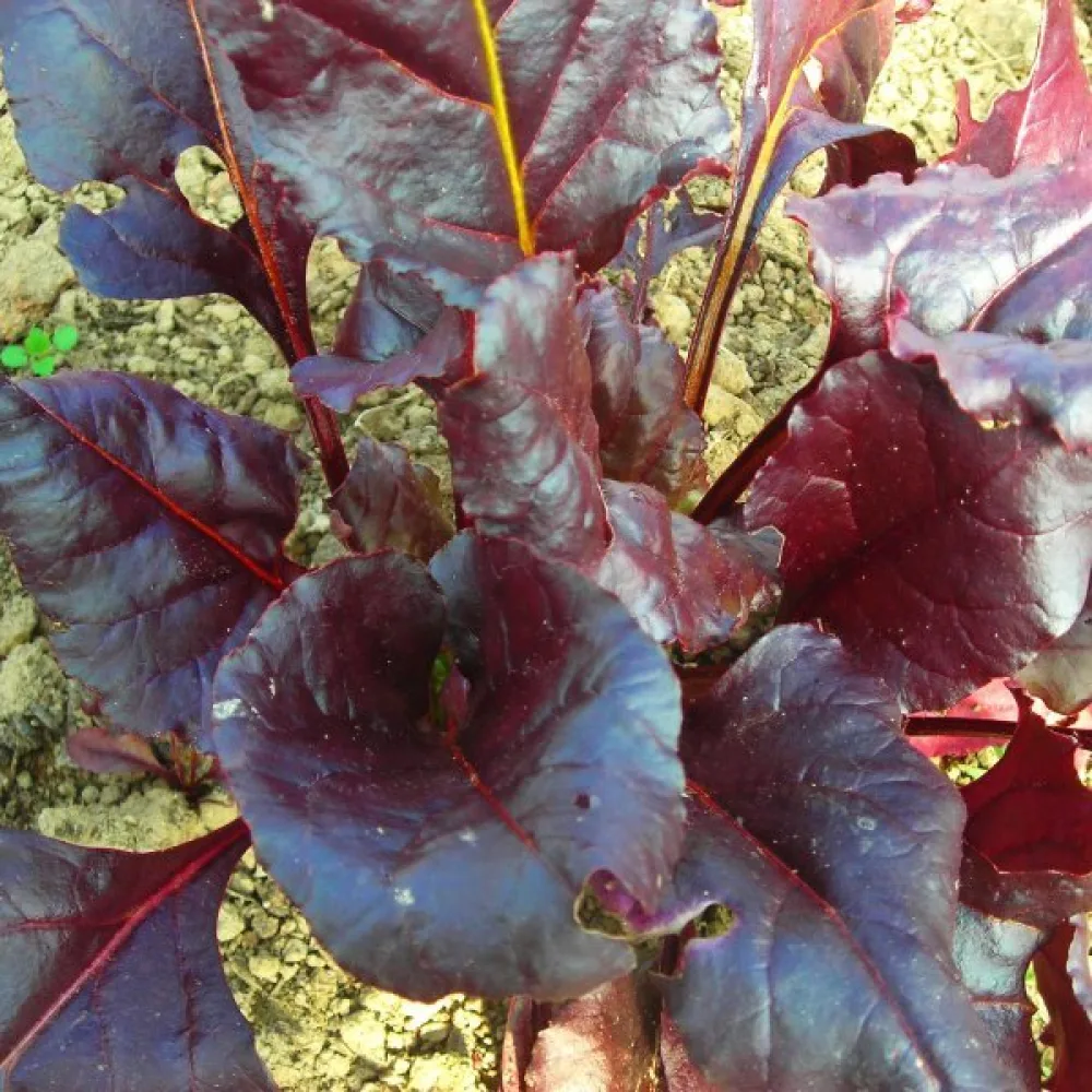 Rödbeta 'Bull's Blood'