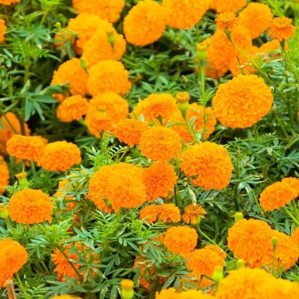 Afrikansk tagetes 'Orangeprinz'