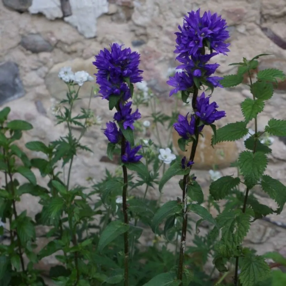 Toppklocka Campanula glomerata var. dahurica – violettblå