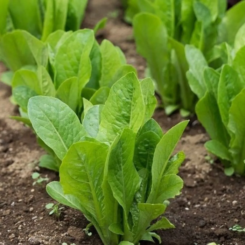 Romansallad 'Parris Island Cos'
