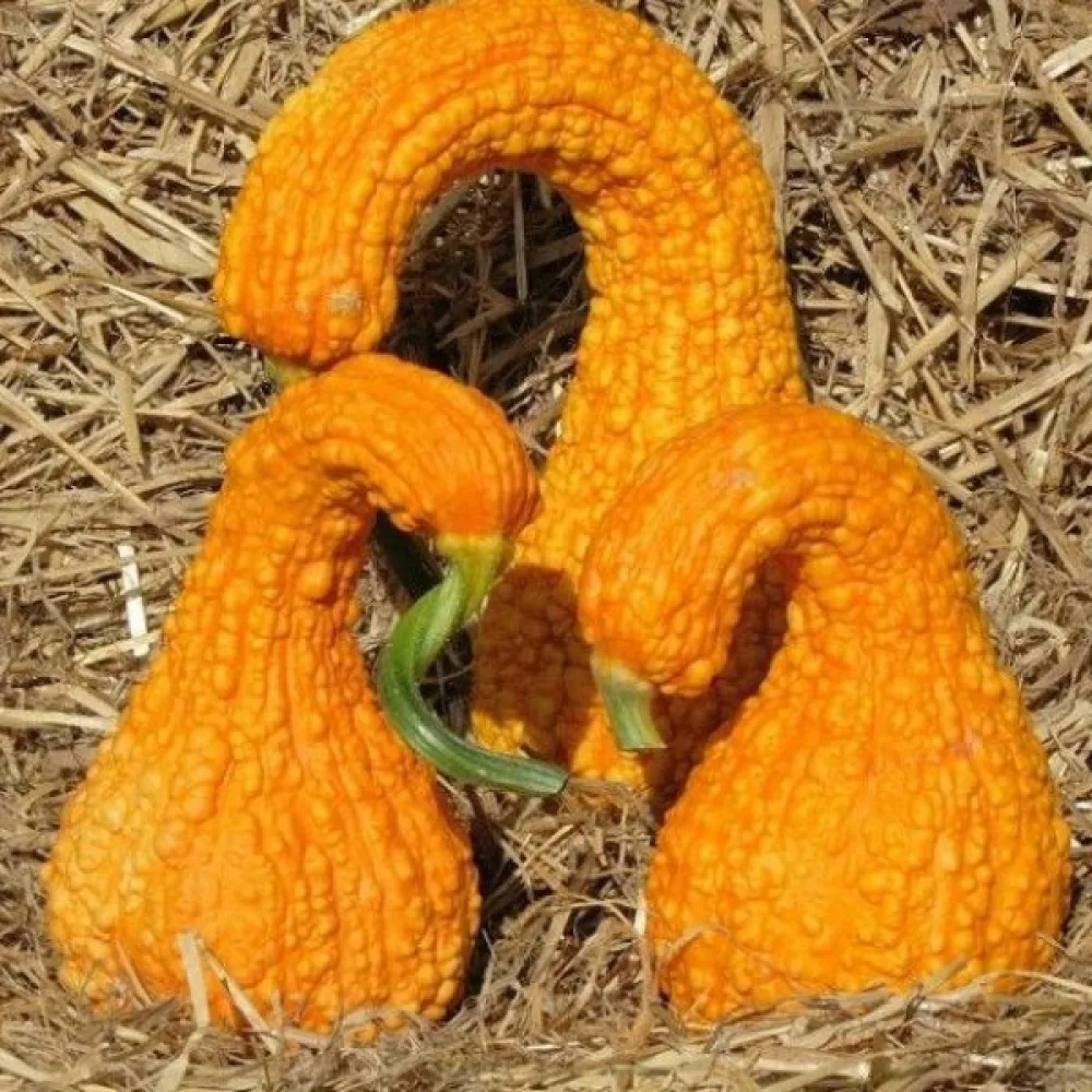 Pumpa 'Crookneck'
