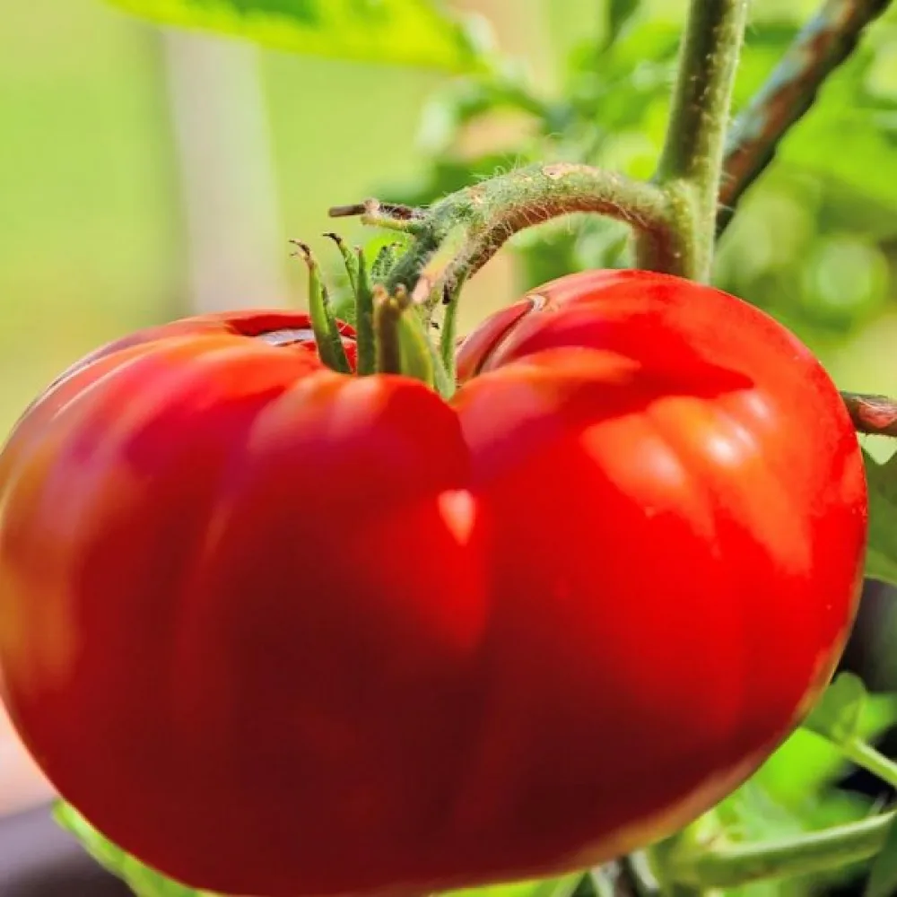 Tomat 'Marmande'