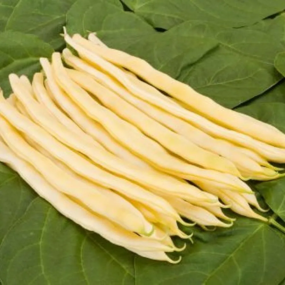 Störböna 'Neckargold'