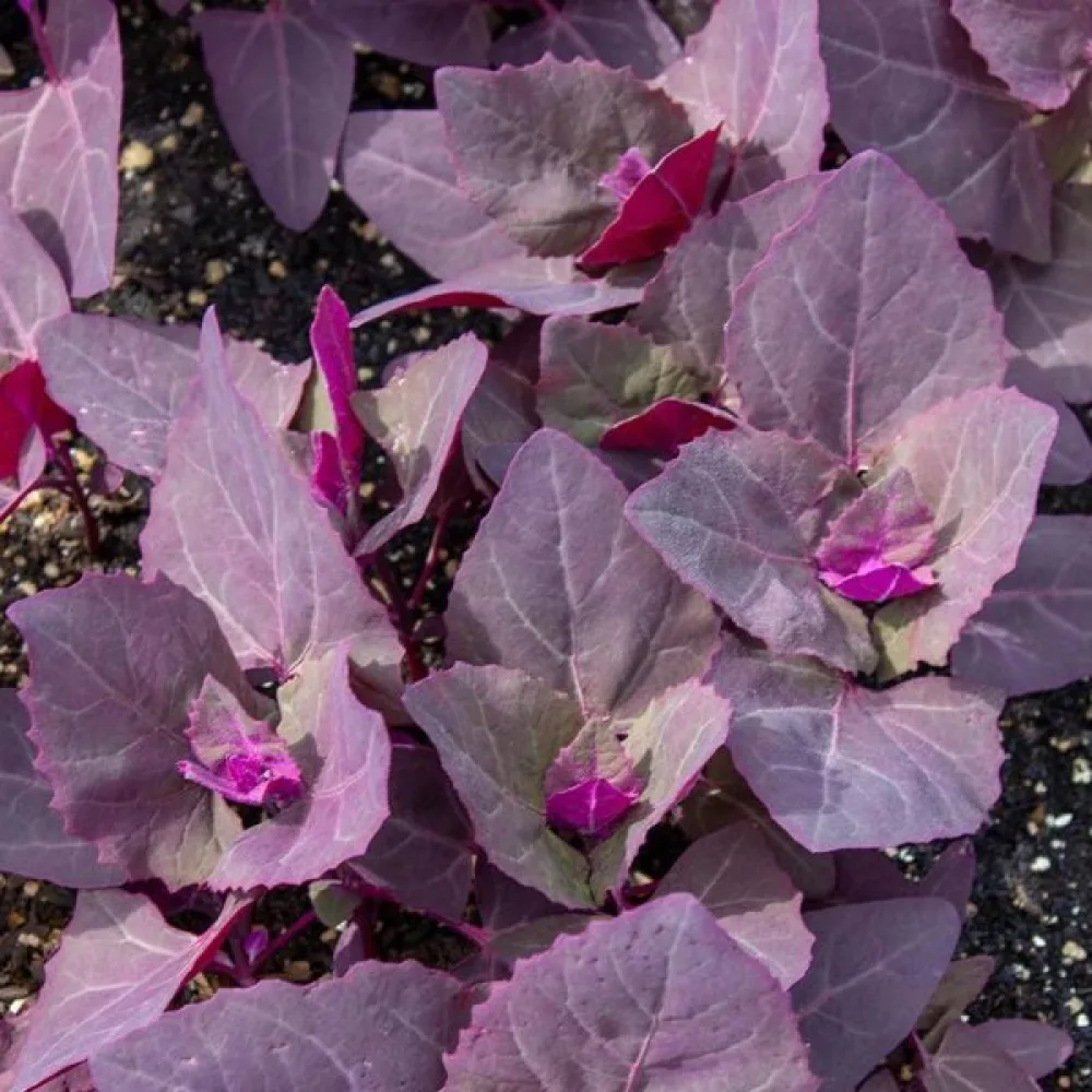Trädgårdsmålla, röd Atriplex hortensis
