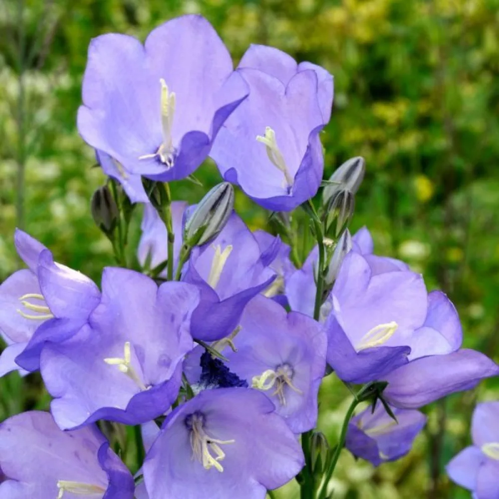 Mariaklocka Campanula medium, ljusblå