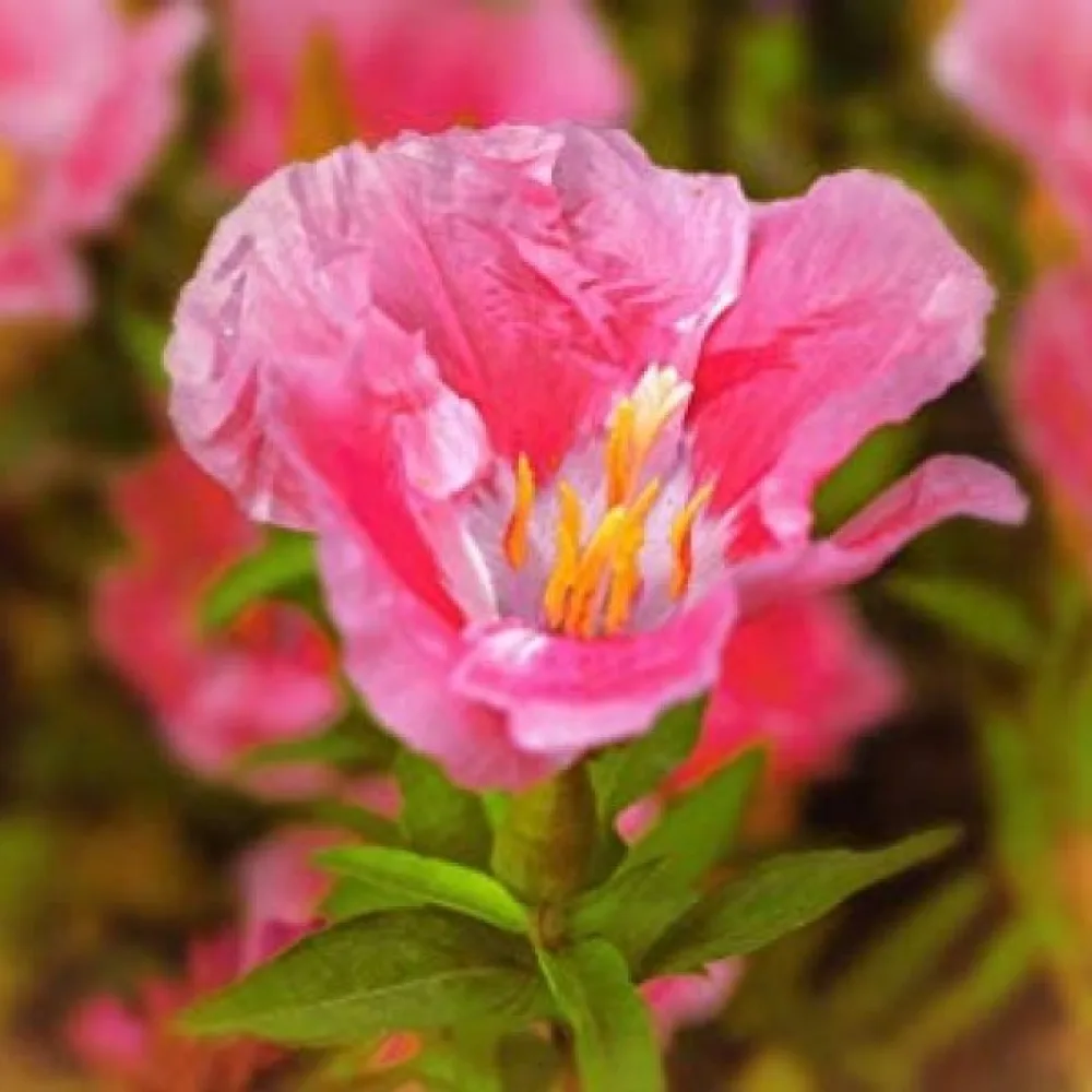 Atlasblomma 'Sweetheart', rosa