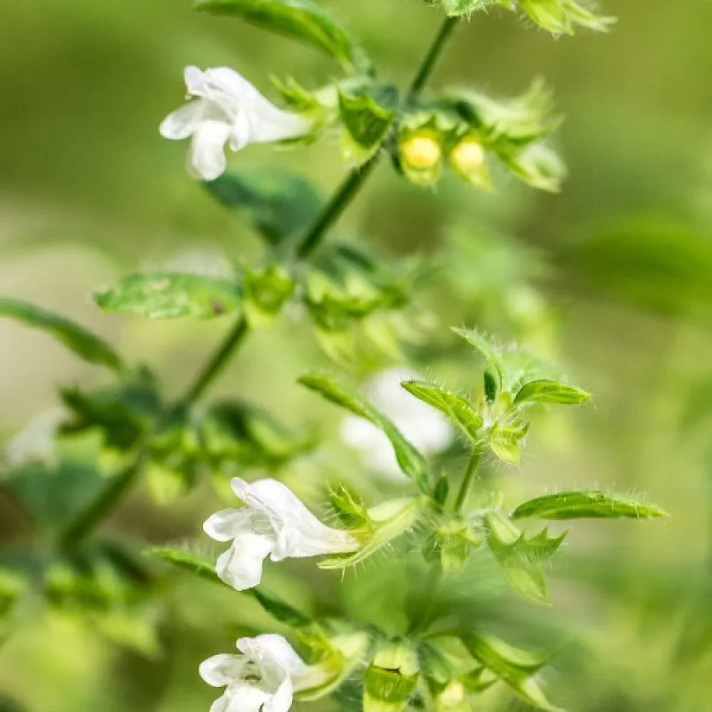 Citronmeliss