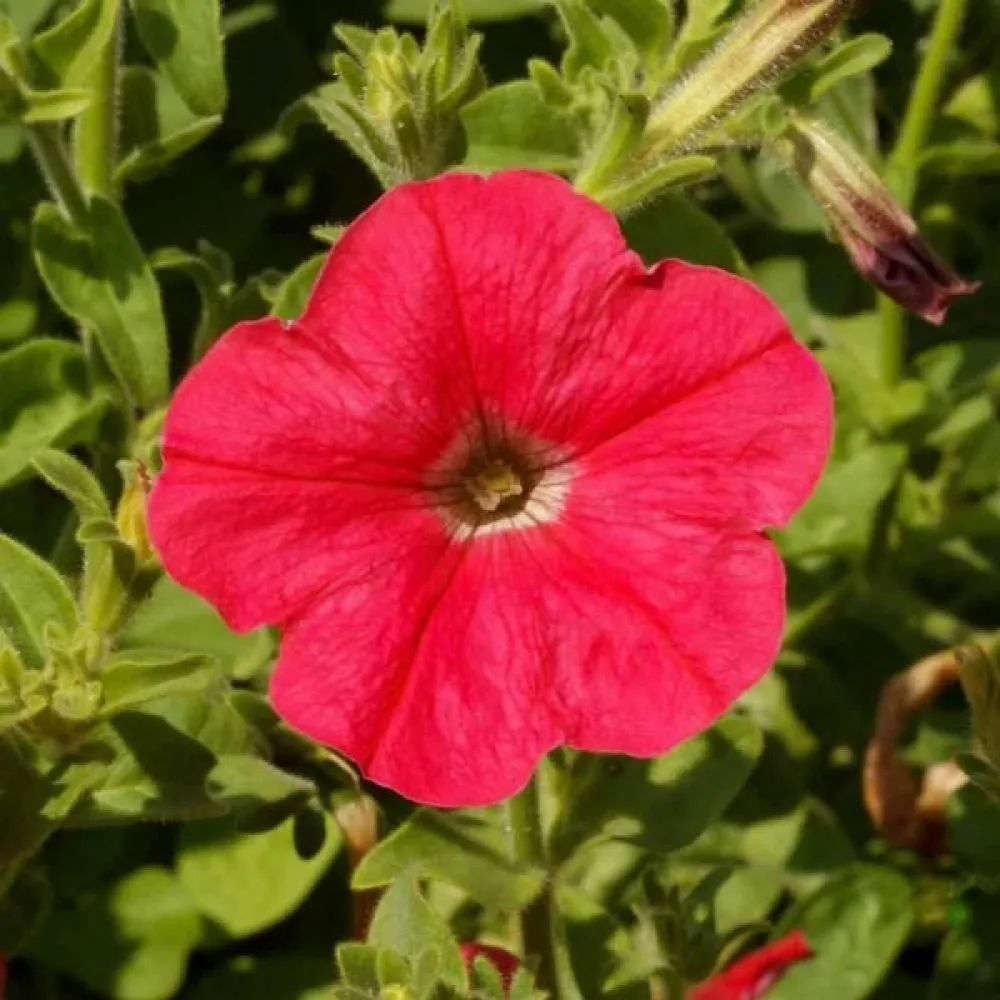 Petunia 'Fire Chief'