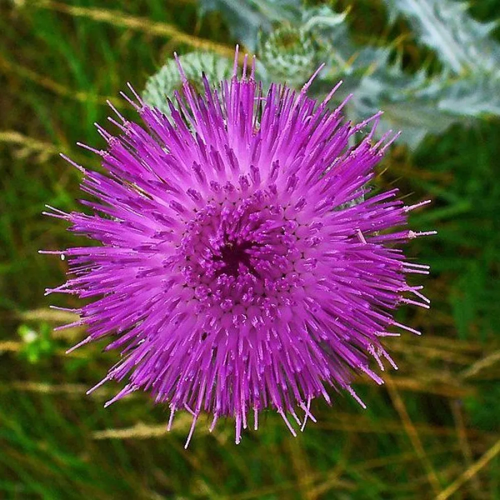 Ulltistel