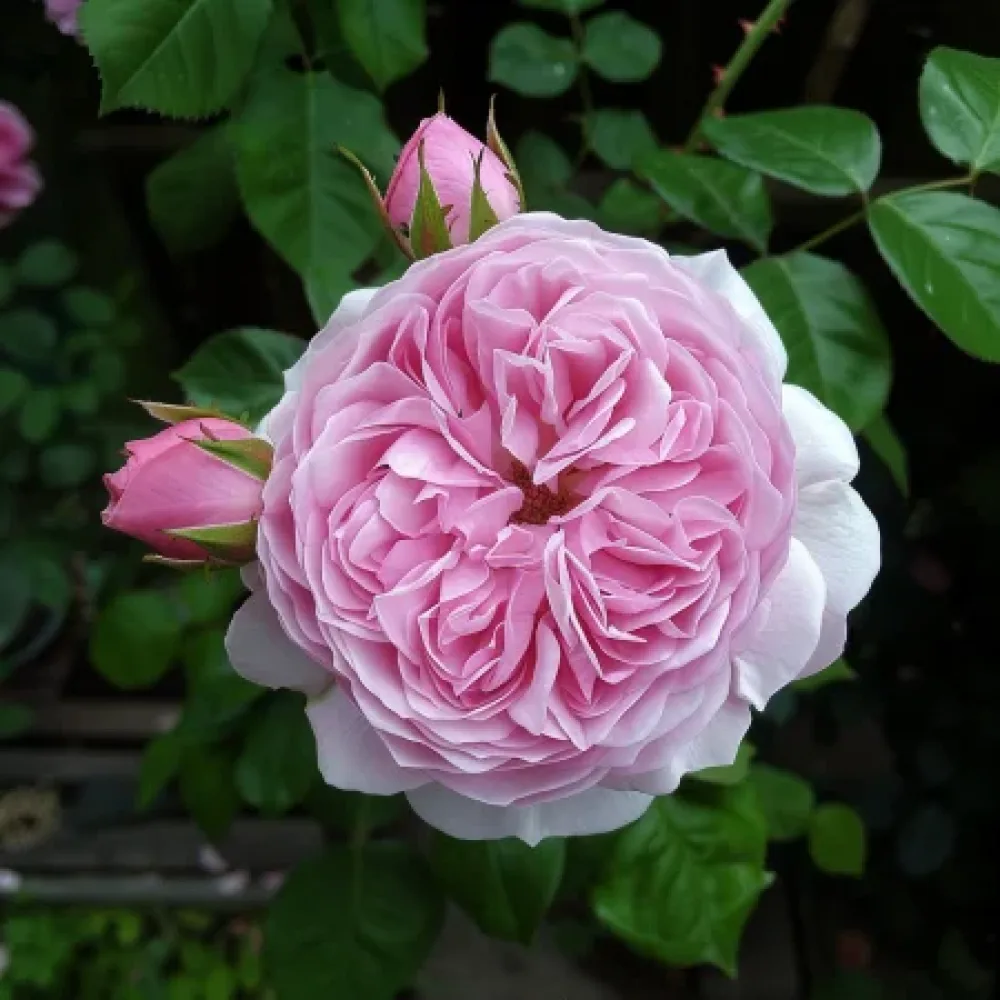 Ros 'Hidden Grace' – barrotad