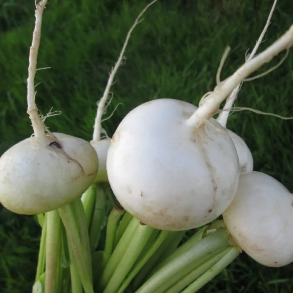 Rädisa 'Afrodyta'