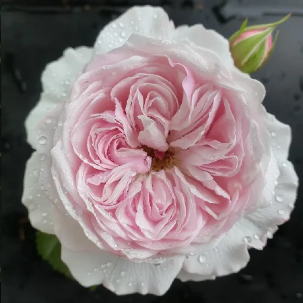 Ros 'Silver Pink Glow'