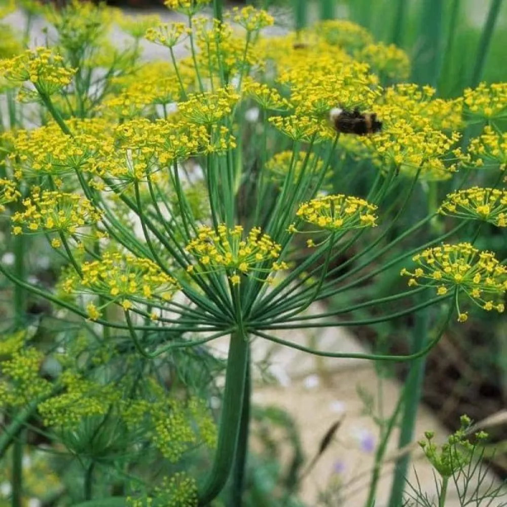 Dill 'Vierling'