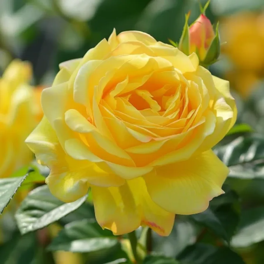 Ros 'Citrus Harmony' – barrotad