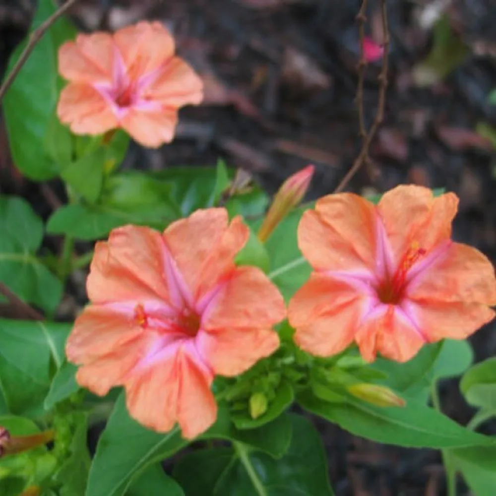 Underblomma – laxrosa