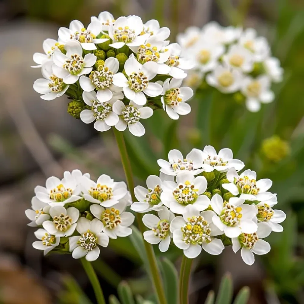 Iberis 'White Flash'