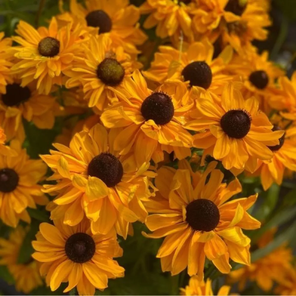 Sommarrudbeckia 'Goldilocks'