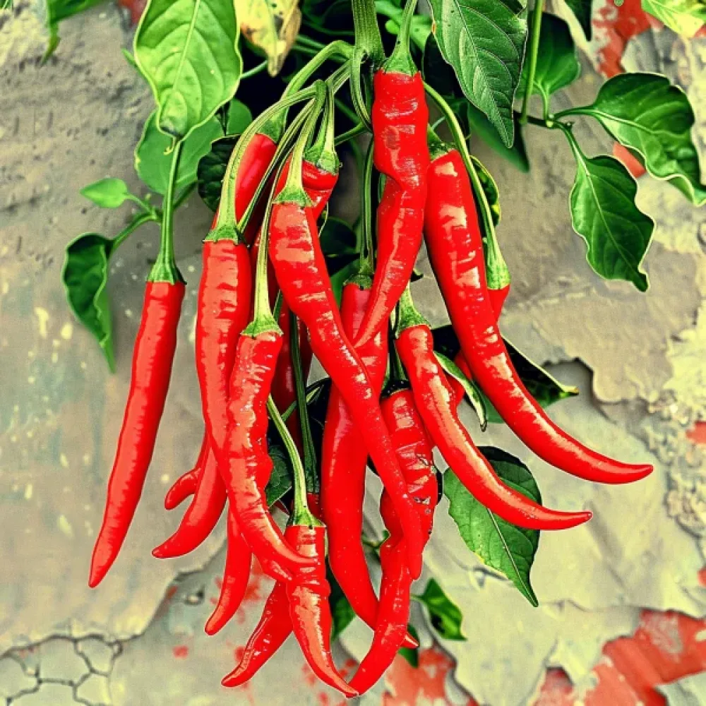 Chilipeppar 'Rokita'