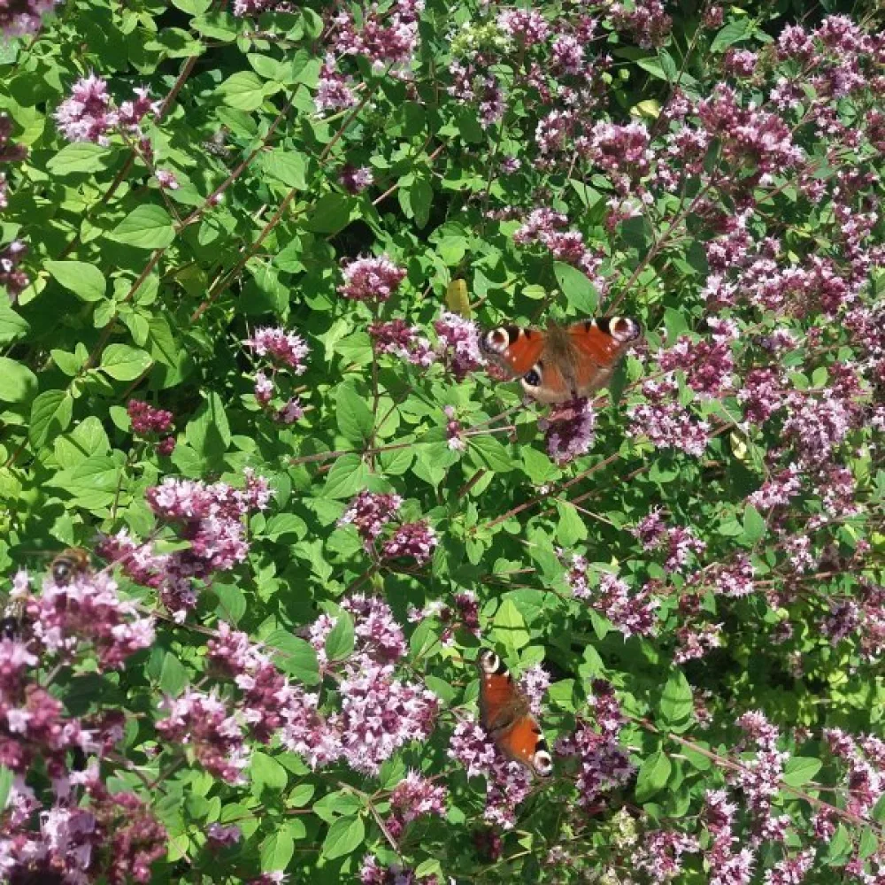Oregano